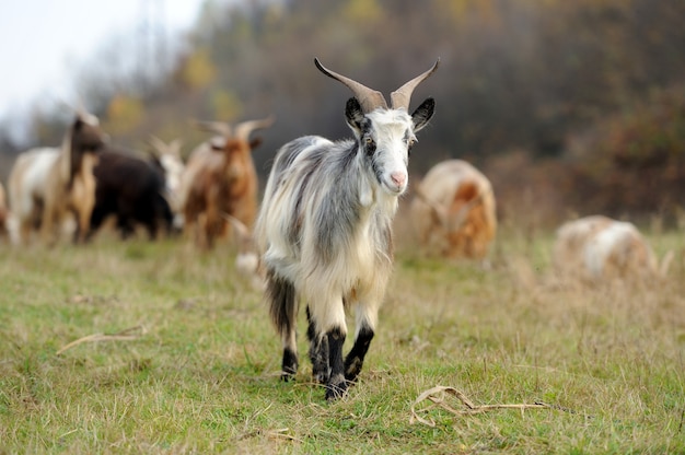 Ziege auf der Wiese. Ziegenherde