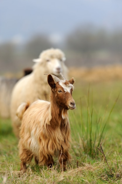 Ziege auf der Wiese. Ziegenherde