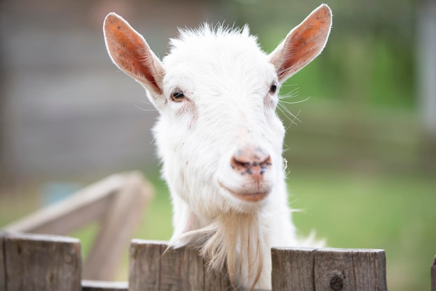 Ziege auf einer ländlichen Farm in der Nähe