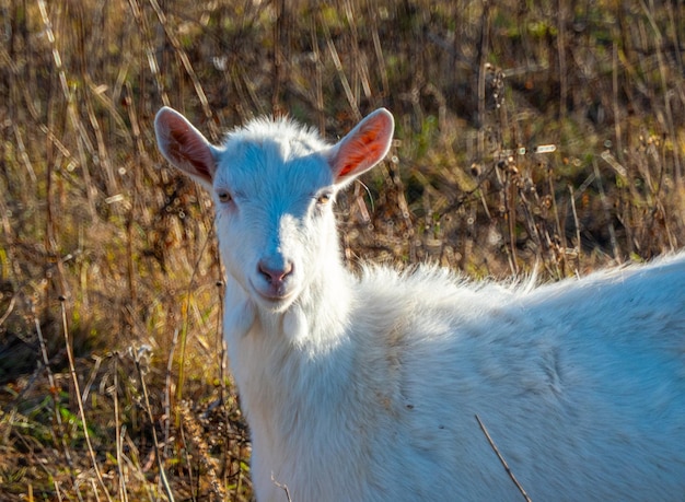 Ziege, die verwelktes Gras isst Vieh auf einer Weide Weiße Ziege Rinder auf einem Dorfbauernhof Rinder auf einem Dorfbauernhof