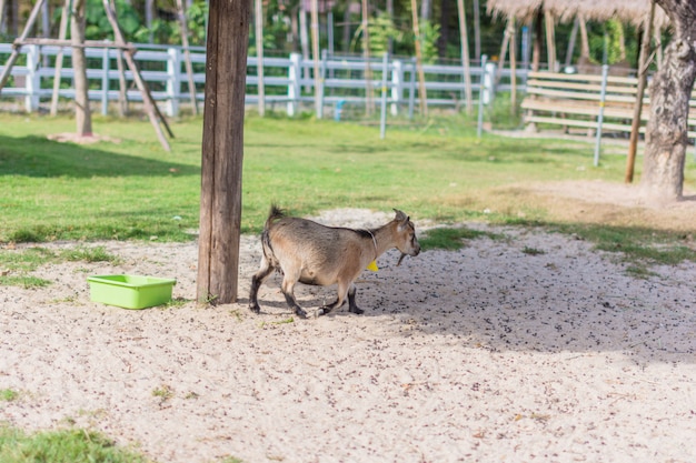 Ziege im Zoo