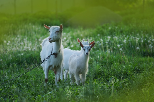 Ziege mit einem Ziegenkind. Familienziegen gegen grünes Gras