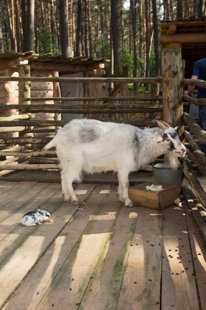 Ziege mit Kaninchen im Holzgehege