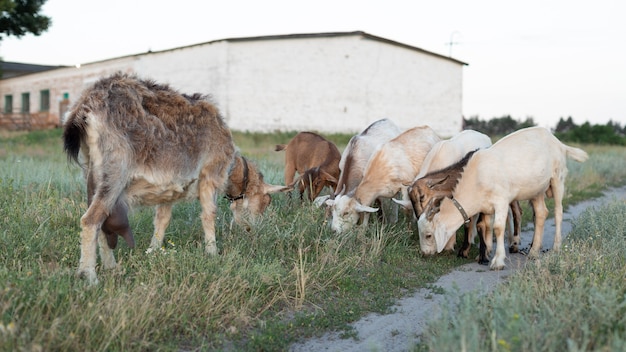 Ziege mit Kindern grasen auf der Wiese