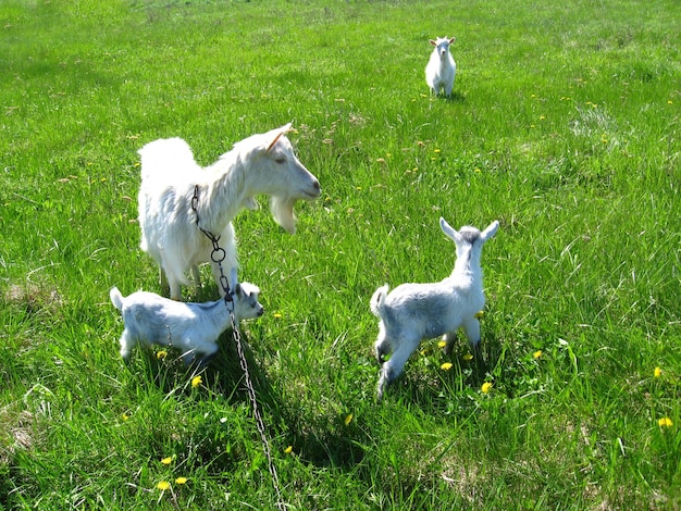 Ziege und Zicklein auf der grünen Weide