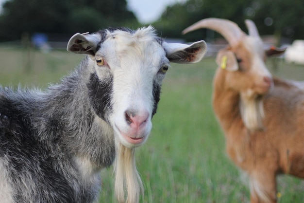 Ziegen auf dem Feld