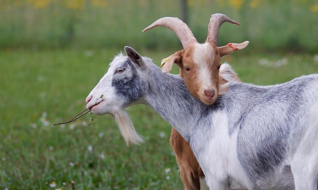 Ziegen auf dem Feld