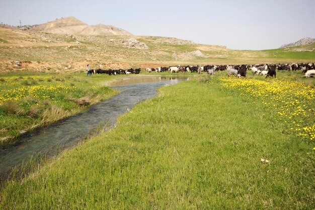 Ziegen auf der grünen Wiese