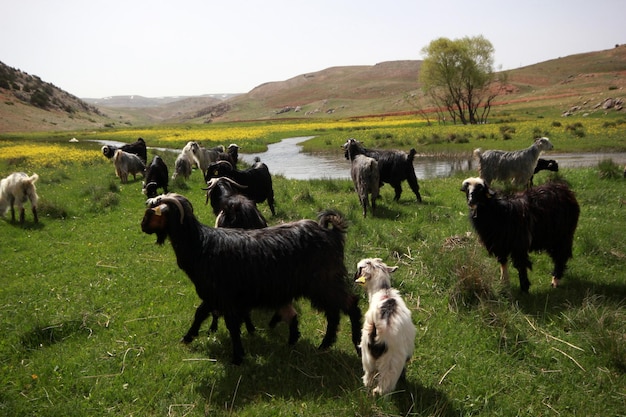 Ziegen auf der grünen Wiese