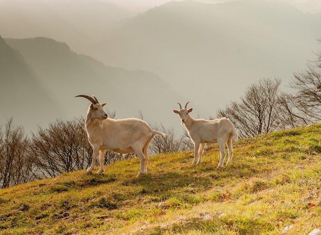 Ziegen auf der Hochgebirgsweide