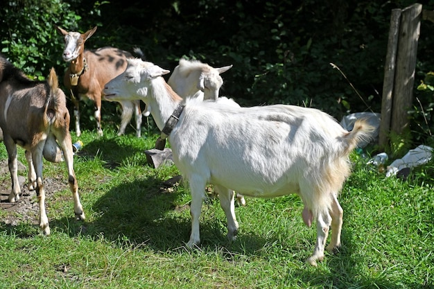 Ziegen auf einer Wiese einer Ziegenfarm