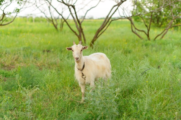 Ziegen, die auf frischem Gras grasen.