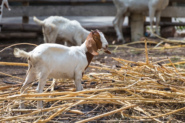 Ziegen, die Gras auf einer Weide essen