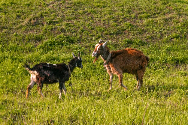 Ziegen grasen auf der Wiese, fressen Gras an einem sonnigen Tag