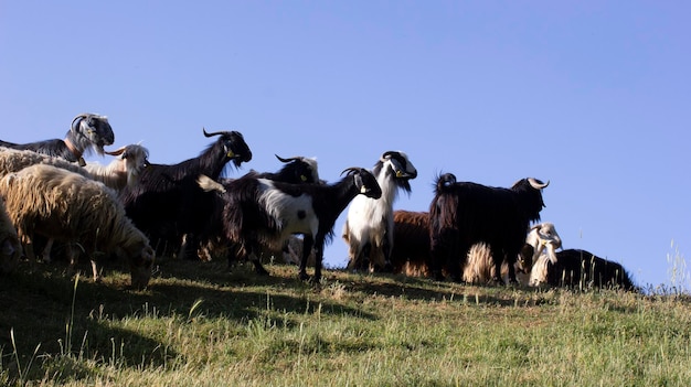 Ziegen grasen auf der Wiese