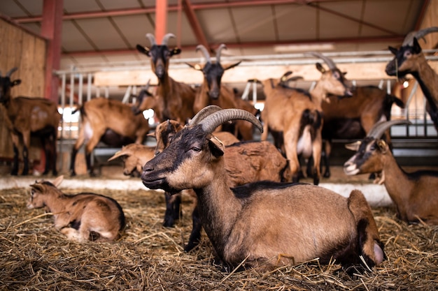 Ziegen-Haustierzucht im Bauernhaus