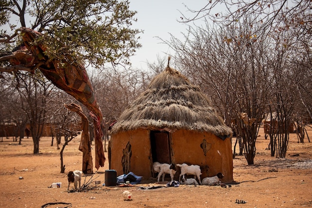 Ziegen in der Nähe einer traditionellen Himba-Hütte in Namibia