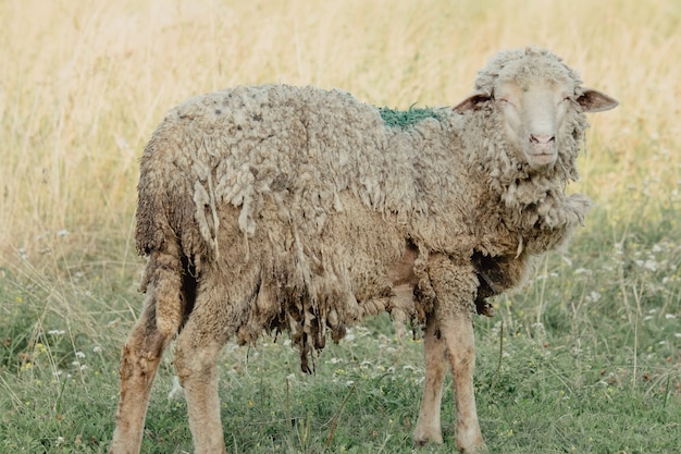 Ziegen in der Natur. Ein gehörnter Ziegenkopf auf verschwommenem natürlichen Hintergrund. Weiße Ziegen auf einer Wiese einer Ziegenfarm. Ziege. Porträt einer Ziege auf einem Bauernhof im Dorf