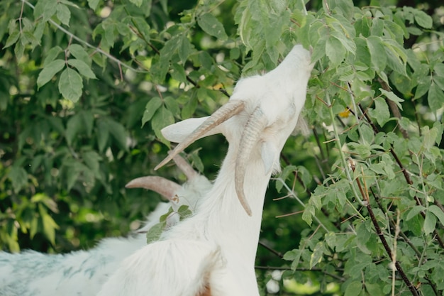 Ziegen in der Natur. Ein weißer gehörnter Ziegenkopf auf verschwommenem natürlichen Hintergrund. Weiße Ziegen auf einer Wiese einer Ziegenfarm. Ziege. Porträt einer Ziege auf einem Bauernhof im Dorf