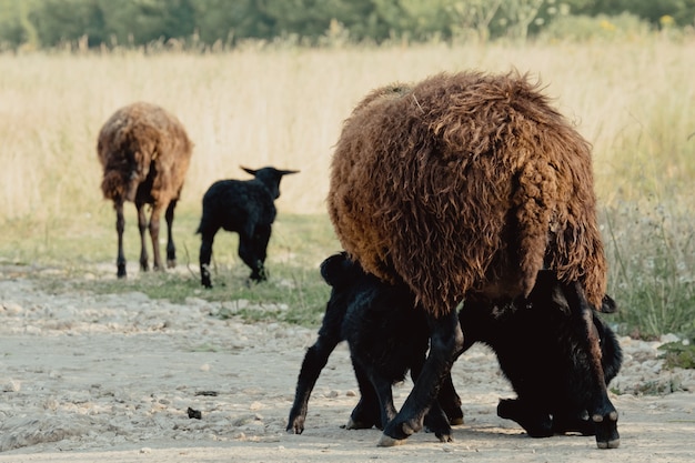 Ziegen in der Natur. Ein weißer gehörnter Ziegenkopf auf verschwommenem natürlichen Hintergrund. Ziegenbabys trinken die Milch ihrer Mutter.