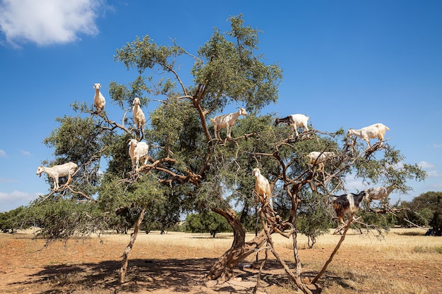 Ziegen in einem Arganbaum in Marokko Afrika