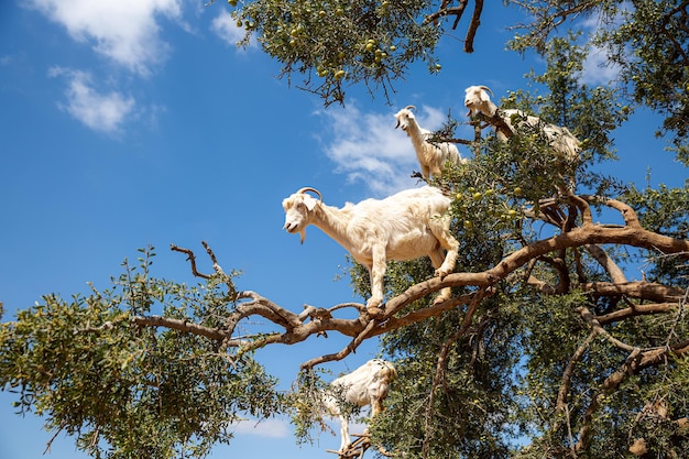 Ziegen in einem Arganbaum in Marokko Afrika