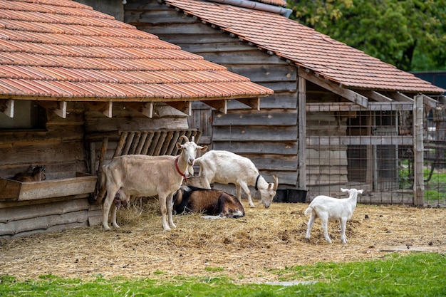 Ziegen in einer Koppel im Freien auf einem Bauernhof