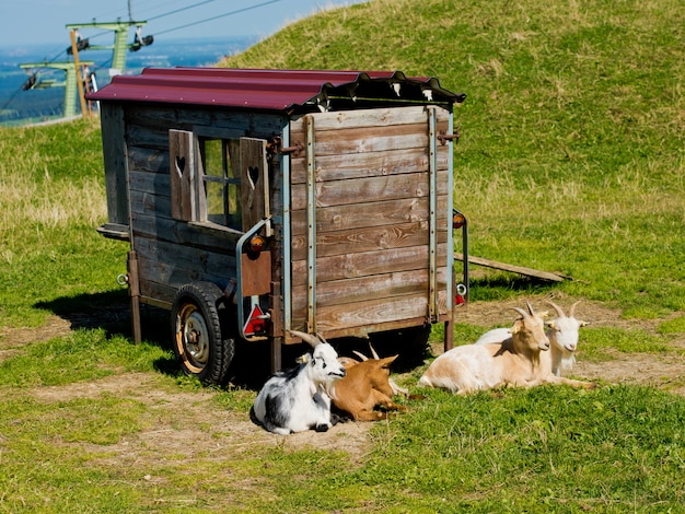 Ziegen ruhen auf dem Gras.