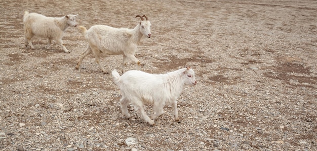 Ziegen ruhen in den Felsen am Berghang