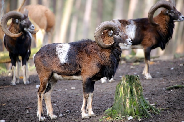 Ziegen stehen auf einem Feld