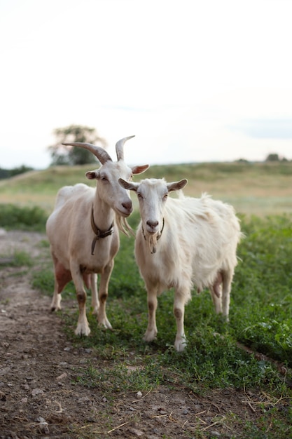 Ziegen stehen auf offenem Feld