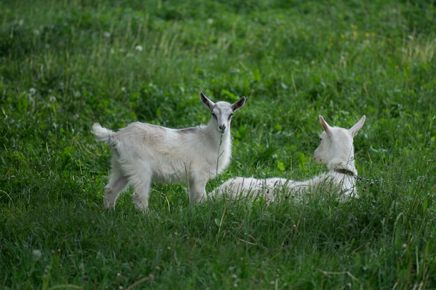 Ziegen stehen zwischen grünem Gras. Ziege und Ziegenkind. Herde von Bauernziegen.