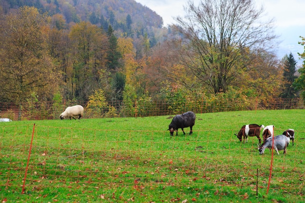 Ziegen- und Schafherde im Berggebirgsdorf