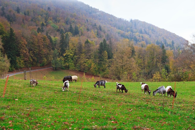 Ziegen- und Schafherde im Berggebirgsdorf