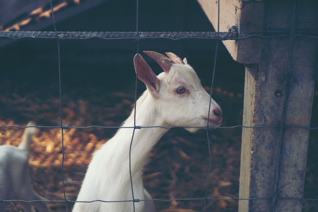 Ziegenaugen, Augen, die die Tiere kommunizieren