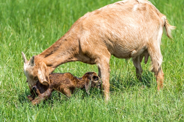 Ziegenbaby ein neugeborener Versuch, zu stehen, erhalten eine Hilfe und kümmern sich um Mutterziege