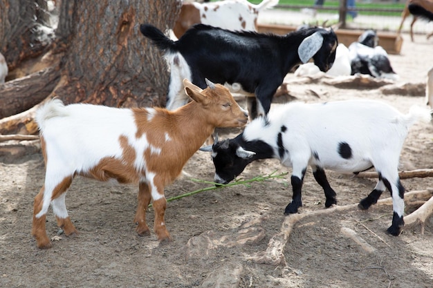 Ziegenbabys von einer kamerunischen hausziege auf natürlichem hintergrund