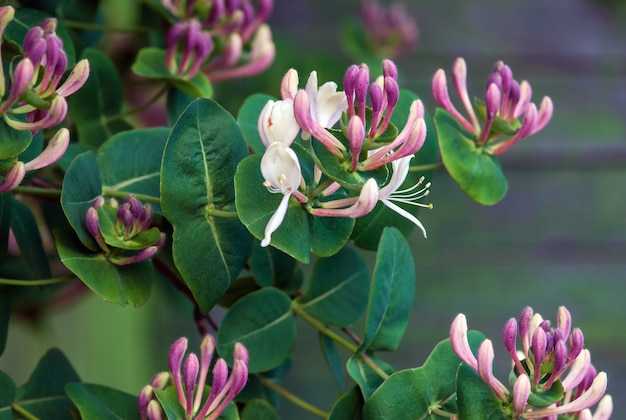 Ziegenblatt-Geißblatt Lonicera Caprifolium blühende Pflanze Nahaufnahme