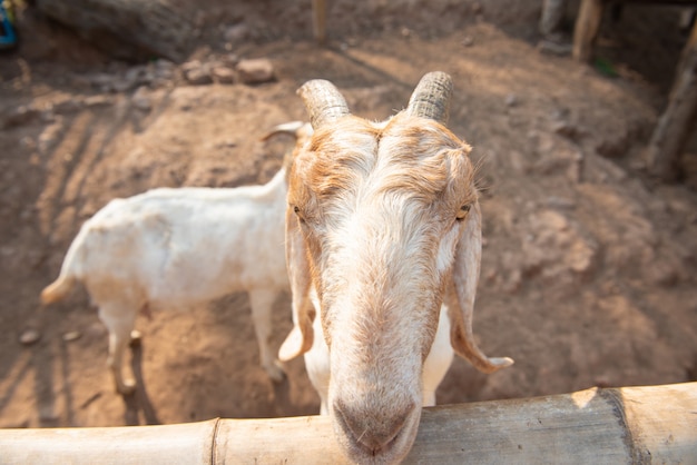 Foto ziegenfamilie auf dem bauernhof.