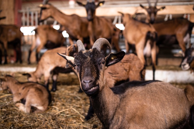 Ziegenhaustier, das Kamera im Bauernhaus betrachtet