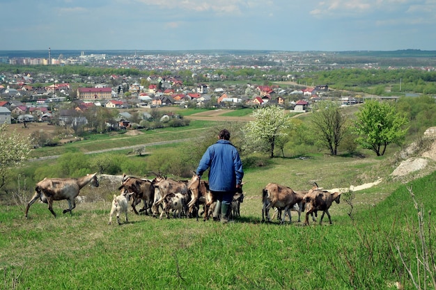 Ziegenherde mit Hirte kommt von der Weide zurück