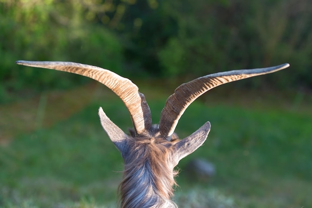 Foto ziegenhörner weiden