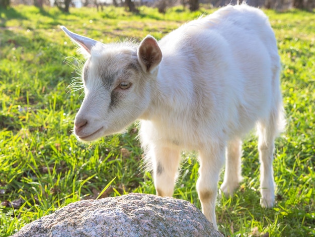 Ziegenjungentag auf dem Gras unter den Bäumen