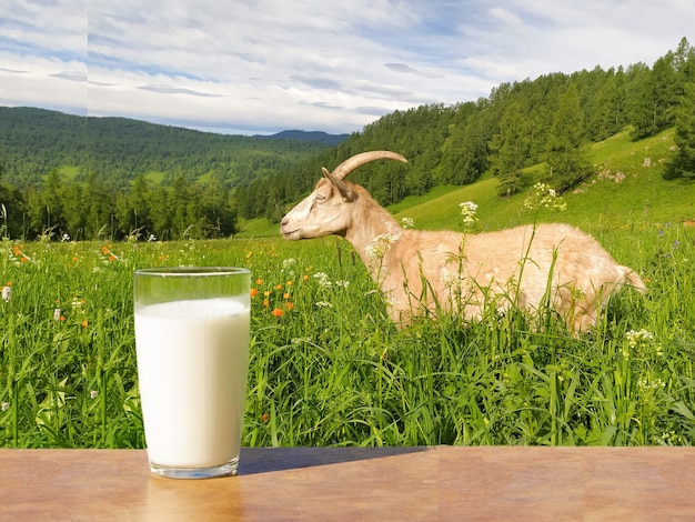 Ziegenmilch in einem Glas vor dem Hintergrund einer weidenden Ziege im Altai-Gebirge. Handyfoto.