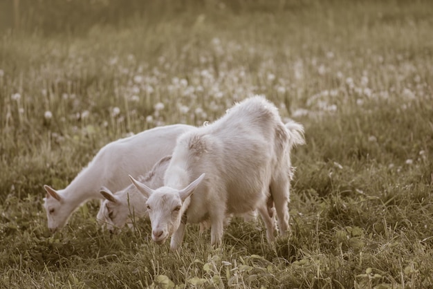 Ziegenmutter und ihre Babys im Dorf Getönte Ziegen im Retro-Stil werden auf einer grünen Wiese beweidet Ziege mit einem Ziegenkind