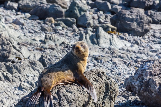 Ziemlich entspannende Robbe am Strand, Neuseeland