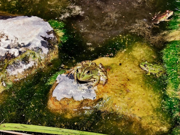 Ziemlich schmutziger Fluss