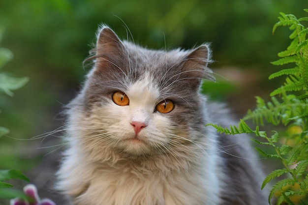 Ziemlich süße Katze sitzt auf der Wiese ganz nah