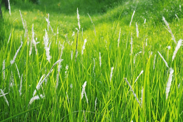 Ziergräser blühen im Garten.