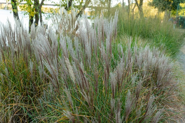 Ziergras mit Samenköpfen oben und Gras unten